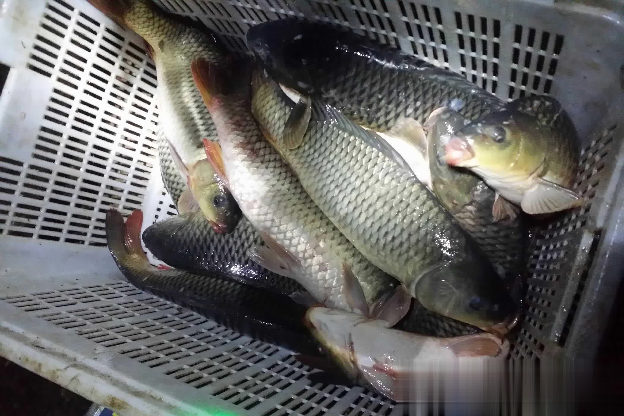 坑偷驴鱼获, 鱼率还会超, 不能用薯香 坑偷驴鱼获, 鱼率还会超, 不能用薯香